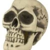 Deco Skull 29 Cm -Halloween Decoratie Winkel schedel van piepschuim